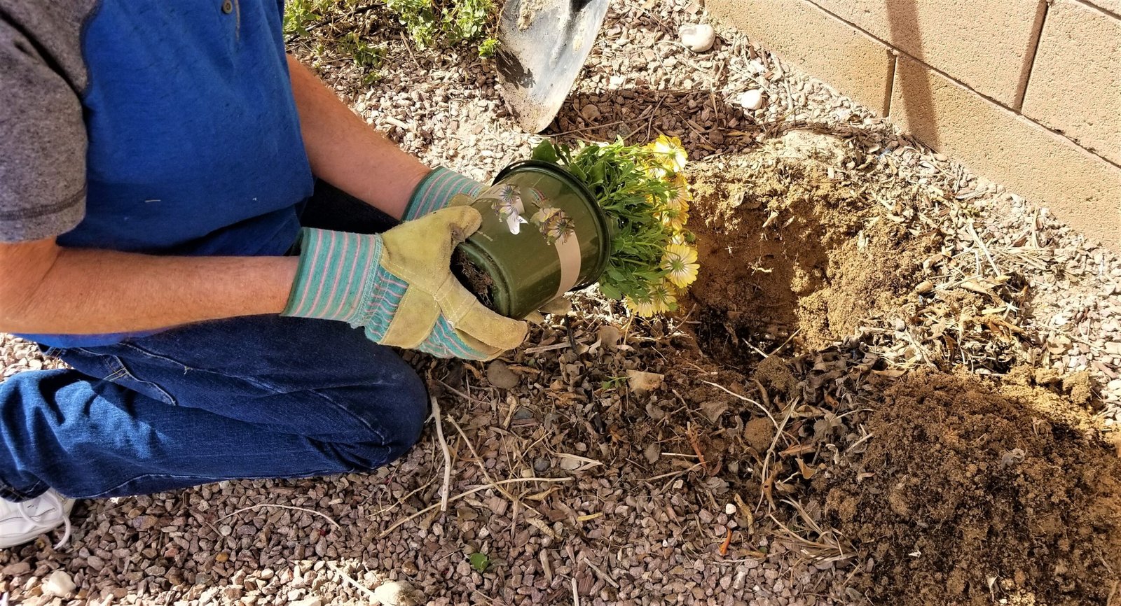 Planting Flowers In The Garden Nominated 2025 02 22 16 52 25 Utc Scaled